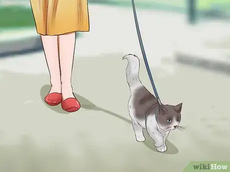 Image titled Leash Train a Cat Step 8