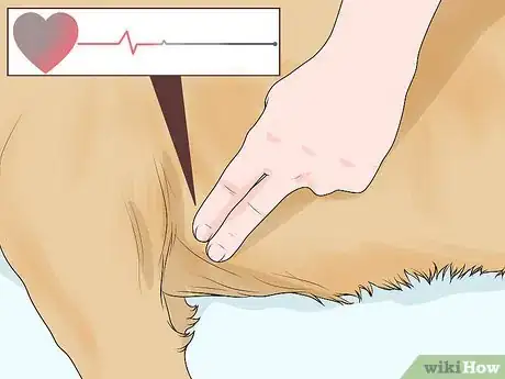 Image titled Determine if Your Dog Has Passed Away Step 1