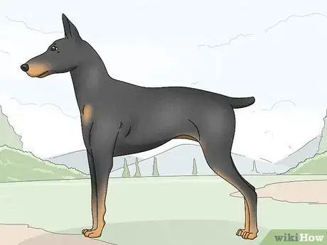 Image titled Identify a Manchester Terrier Step 5