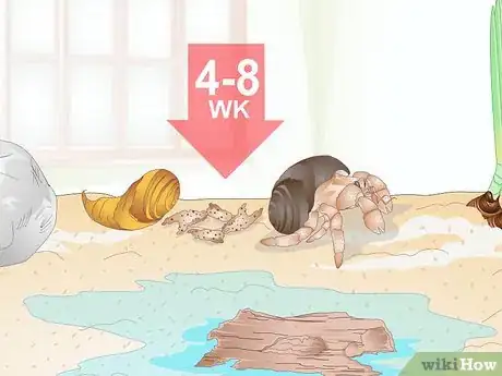 Image titled Care for Molting Hermit Crabs Step 6