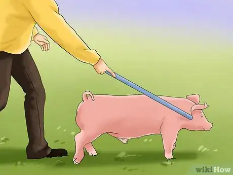 Image titled Show Your Pigs Step 5