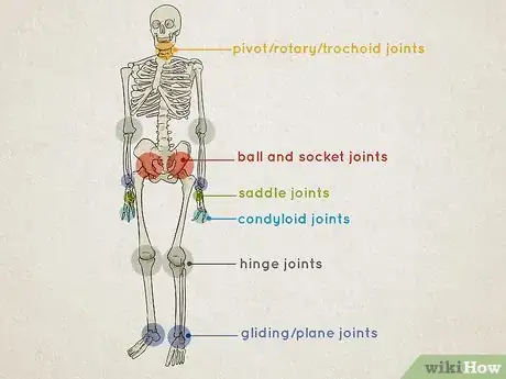 Image titled Understand the Human Skeletal System Step 7