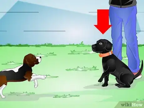 Image titled Use an Electronic Dog Training Collar Step 8