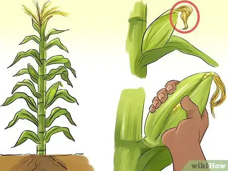 Image titled Identify Farm Crops Step 5