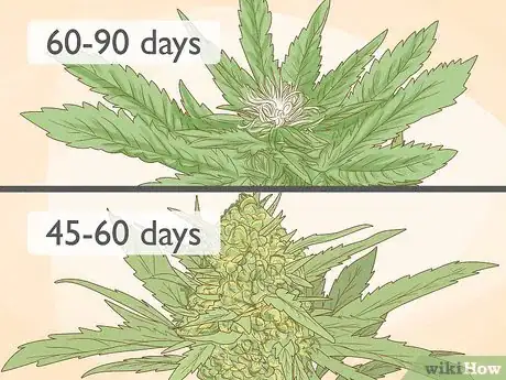 Image titled Tell the Difference Between Indica and Sativa Step 12