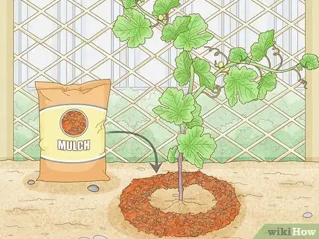 Image titled Grow Grape Vines Step 11