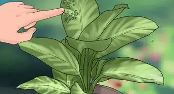 Remove Brown Tips From the Leaves of Houseplants
