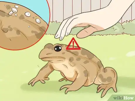 Image titled Find Toads Step 13