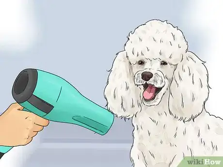 Image titled Do a Town and Country Poodle Cut Step 2