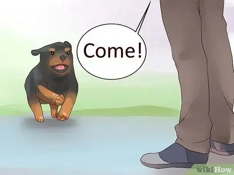 Image titled Train Your Rottweiler Puppy With Simple Commands Step 13