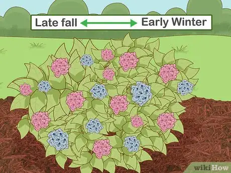 Image titled Prepare Hydrangeas for Winter Step 5