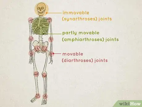 Image titled Understand the Human Skeletal System Step 6