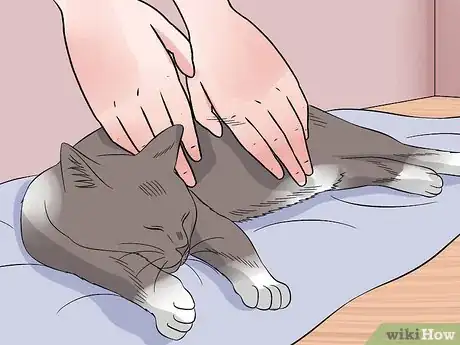 Image titled Perform CPR on a Cat Step 2