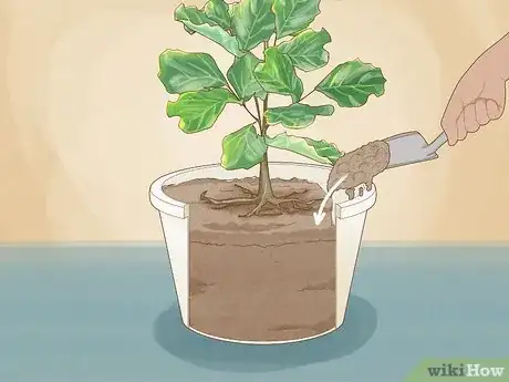 Image titled Repot a Fiddle Leaf Fig Step 11