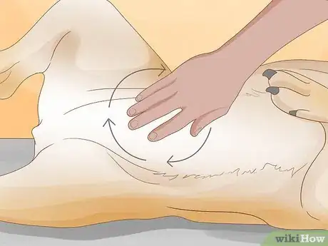 Image titled Massage a Dog to Poop Step 3