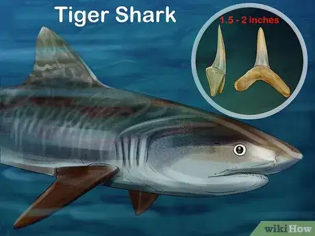 Image titled Identify Shark Teeth Step 6