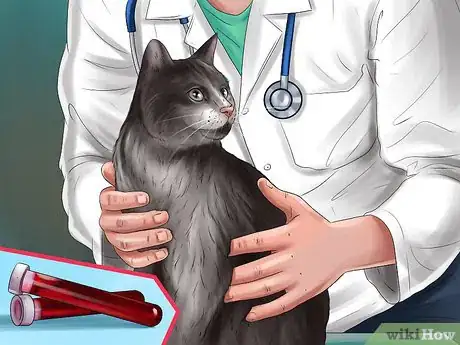 Image titled Treat a Cat with a Tail Pull Injury Step 5