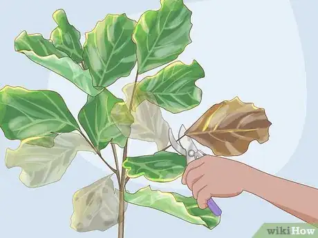 Image titled Prune Fiddle Leaf Fig Step 2