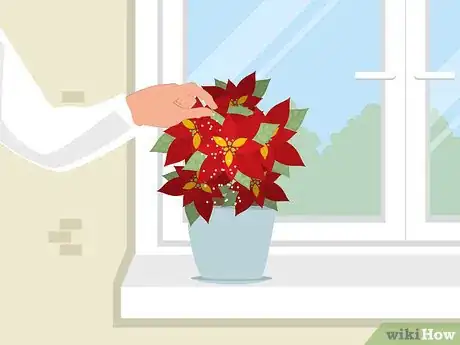 Image titled Care for Poinsettias Step 10