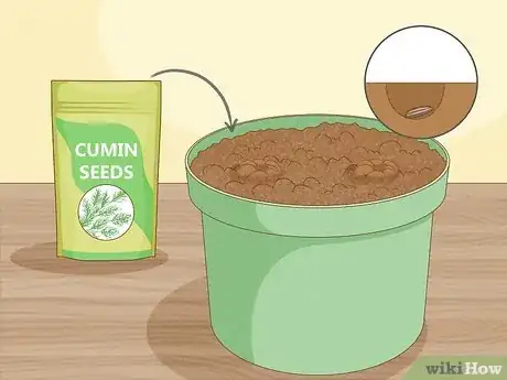 Image titled Grow Cumin Step 7