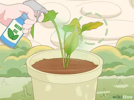 Image titled Grow Turmeric Step 17