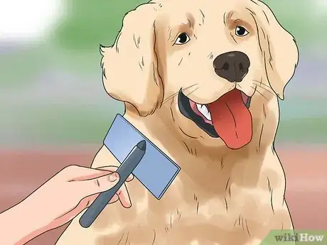 Image titled Get Your Golden Retriever to Shed Less Step 1