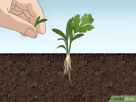 Image titled Grow Cilantro Step 5