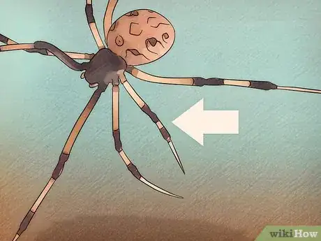 Image titled Identify a Brown Widow Spider Step 3