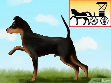 Image titled Identify a Miniature Pinscher Step 5