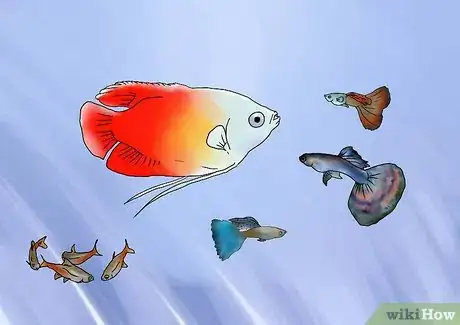 Image titled Breed Guppies Step 11