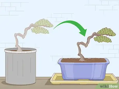 Image titled Grow and Care for a Bonsai Tree Step 12