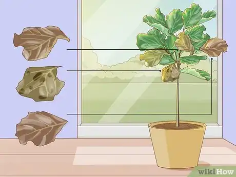 Image titled Prune Fiddle Leaf Fig Step 1