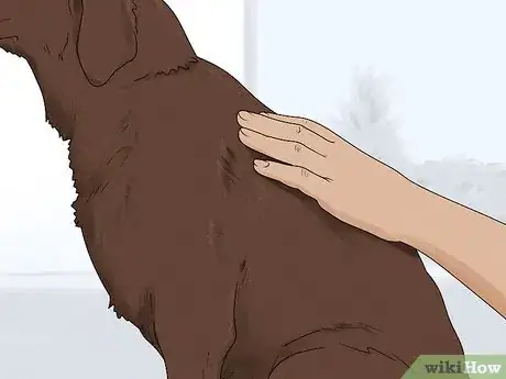 Image titled Identify a Labrador Retriever Step 9