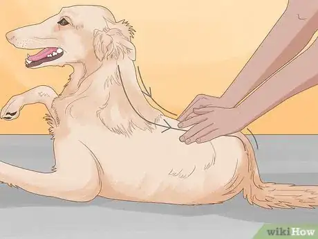 Image titled Massage a Dog to Poop Step 2