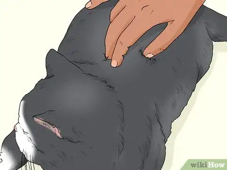 Image titled Give Your Cat a Massage Step 23