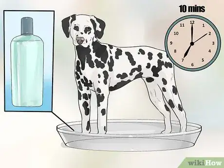 Image titled Prevent Mange in Dogs Step 17