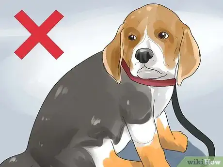 Image titled Take Care of a Beagle Puppy Step 15