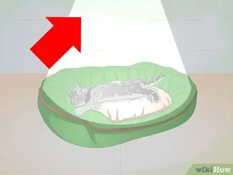 Image titled Care for Your Cat After Neutering or Spaying Step 3