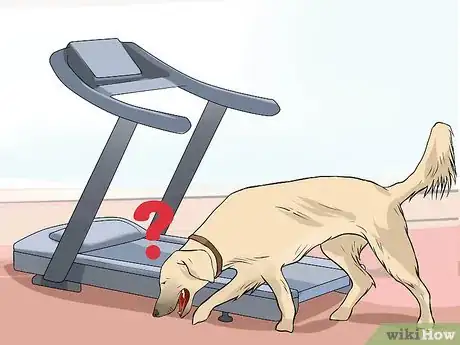 Image titled Get a Dog to Use a Treadmill Step 2