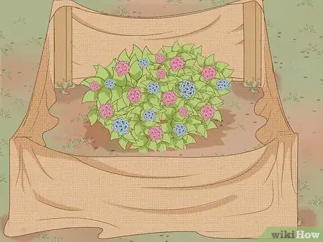 Image titled Prepare Hydrangeas for Winter Step 8