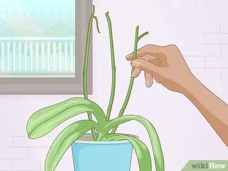 Image titled Get Orchids to Rebloom Step 1