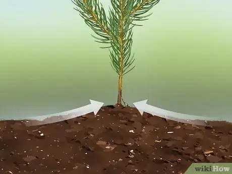 Image titled Plant Pine Trees Step 11