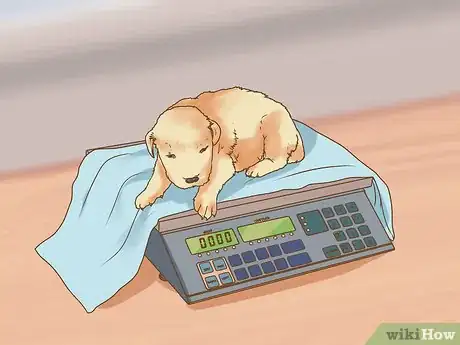 Image titled Whelp and Raise a Premature Puppy Step 11