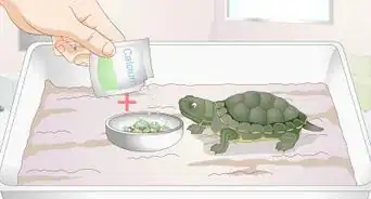 Feed a Baby Turtle