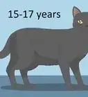 Identify a Bombay Cat