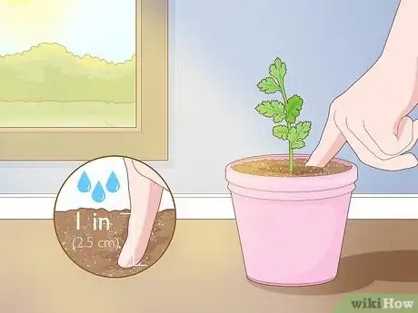 Image titled Grow Parsley from Cuttings Step 8