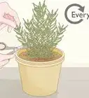 Grow Rosemary Indoors