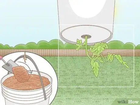 Image titled Grow Tomatoes Upside Down Step 17