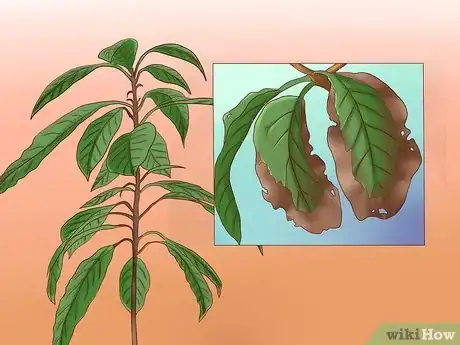 Image titled Grow Avocados Step 19