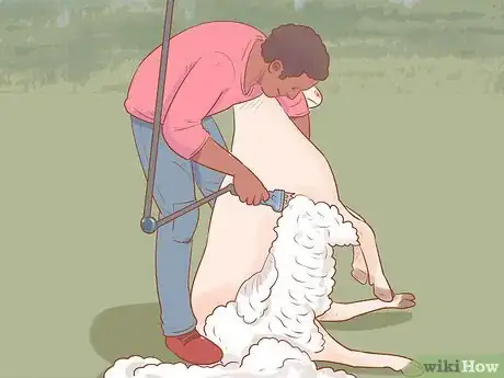 Image titled Shear a Sheep Step 13